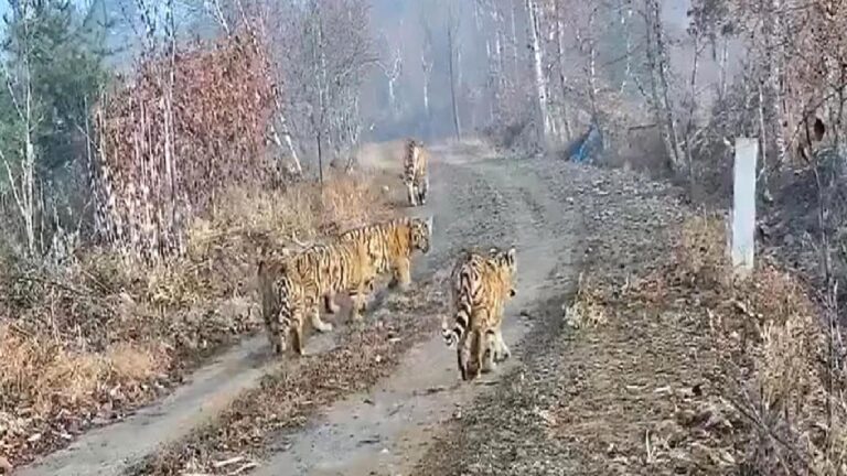 Çin ve Rusya sınırında kaydedildi: Doğanın mucizesi dedirten kare