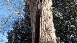 Doğanın “basınç bombası” etkisi: ABD’de ağaçlar patlamaya başlıyor