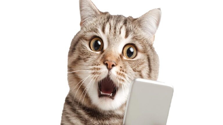 Google, fotoğrafları otomatik meme’e çeviren yeni AI özelliğini test ediyor