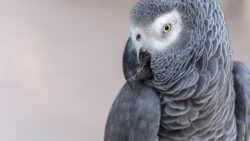 İngiliz aksanıyla kayboldu, İspanyolca konuşarak geri döndü