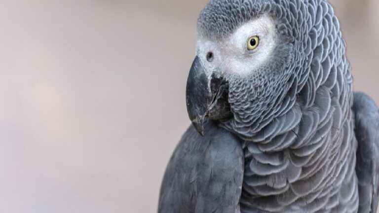İngiliz aksanıyla kayboldu, İspanyolca konuşarak geri döndü