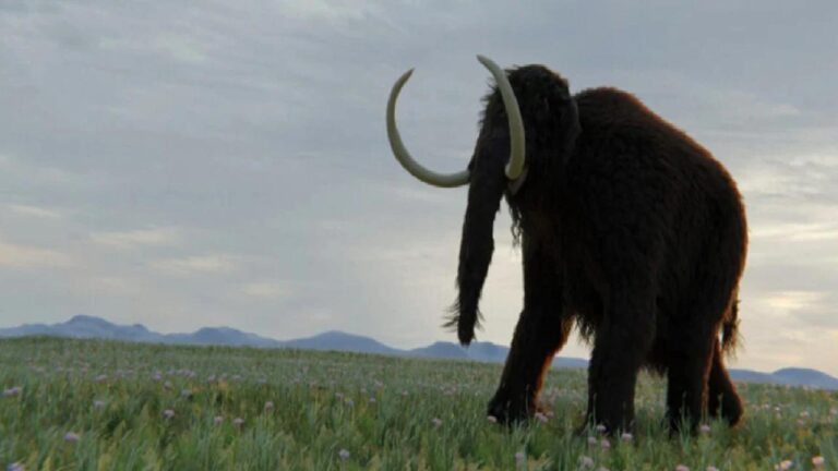 Müzede 70 yıllık büyük hata: “Mamut” diye saklanan kemikler bakın ne çıktı