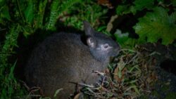 Ormanın derinliklerinde saklanan “yaşayan fosil”: 6 milyon yıldır bizimle