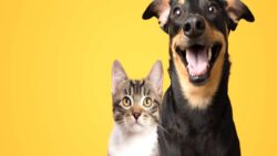 Kediler bizi gerçekten seviyor mu, yoksa sadece ev arkadaşı mıyız?