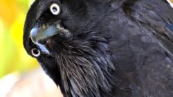 Sadece zeki değiller, kin de tutuyorlar: Bir kargayı düşman edinirseniz ne olur?