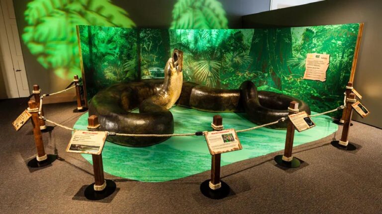 Tır dorsesi kadar uzun, bir tondan ağır: İşte Dünyanın en büyük yılanları