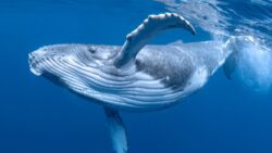 Vahşet devam ediyor: 40 yıllık yasak bile zıpkınları durduramadı