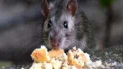 1,8 gramlık mucize: Fiziğin sınırlarını zorlayan fare ile tanışın