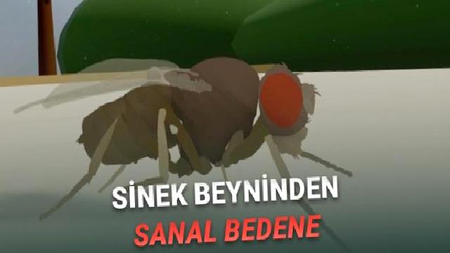 Bilim İnsanları İlk Kez “Tam Beyin Simülasyonu” ile Davranış Üreten Sanal Bir Canlı Yarattı [Video]
