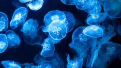 Gelmiş geçmiş en tuhaf uzay deneyi: 60 bin denizanasını uzaya yollarsanız ne olur?