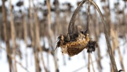 Milyonlarca insanı bekleyen büyük tehlike: 363 milyon kişi sınırda