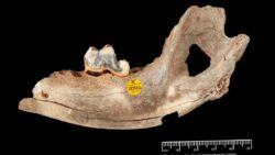 Tarihin en eski evcil köpeği Türkiye’de bulundu
