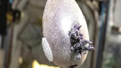 Uzay istasyonunda panik yaratan görüntü: NASA astronotu gerçeği açıkladı