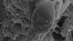 Uzayda bebek sahibi olmak imkansız mı: Spermler yolunu şaşırdı