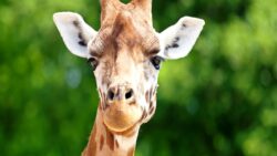 Uzun boylarından çok daha hayati bir sır çözüldü: Zürafalar neden benekli?