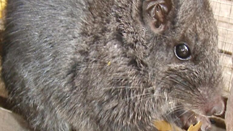 11 milyon yıl önce yok olduğu sanılıyordu, bir pazarda ortaya çıktı