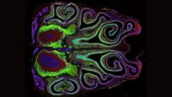 Beyin ve burun arasındaki milimetrik bağ: Kokuların “GPS” sistemi keşfedildi