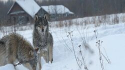 Çernobil’in 40 yıllık sırrı: Radyasyona kafa tutan “süper kurtlar”