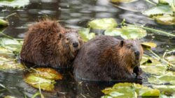 Doğanın sessiz kahramanları: Kunduzlar iklim krizini nasıl durduruyor?