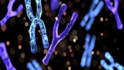 Down sendromunda “fazla kromozom” düğümü çözülüyor