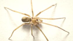 Duvarların arasındaki rock yıldızı: Pikelinia floydmuraria ile tanışın