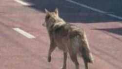 Firari kurdun yapay zeka ile imtihanı: Bir fotoğraf hapis getirdi