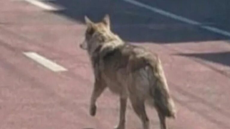 Firari kurdun yapay zeka ile imtihanı: Bir fotoğraf hapis getirdi