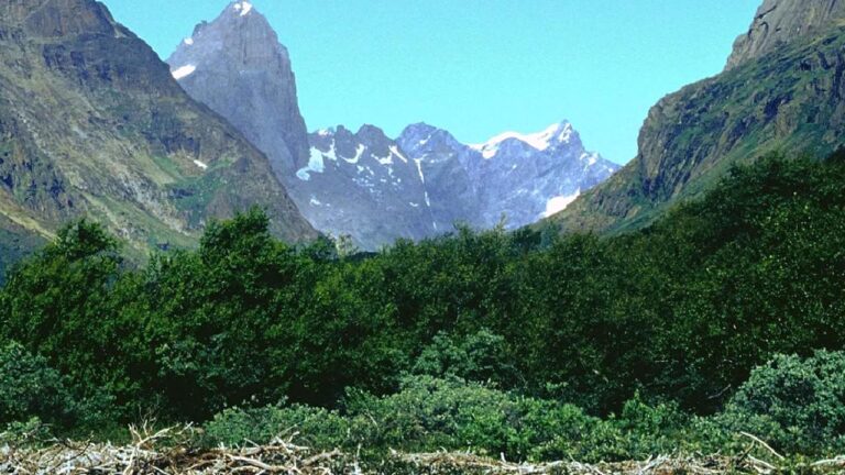 Grönland’ın bin yıllık sırrı: Buzulların ortasındaki gizli orman