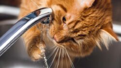 Kediler, neden içeceği suya patilerini daldırıyor?