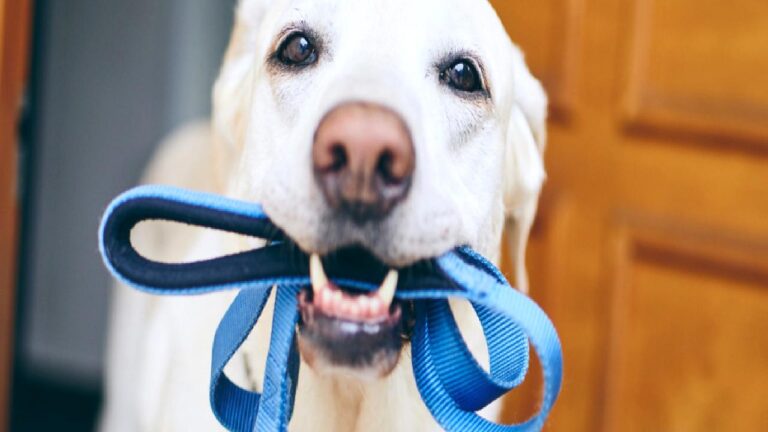 Kritik uyarı: Köpeğiniz bu hareketleri yapıyorsa hemen harekete geçin