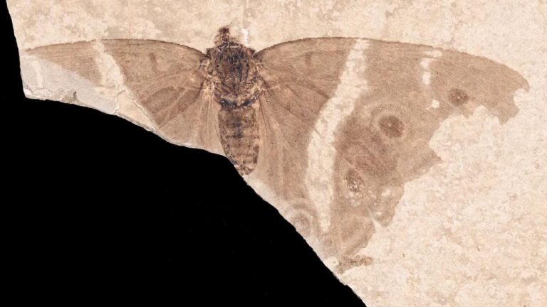 Müze rafındaki tozlu fosil, kelebeklerin tarihini baştan yazdı