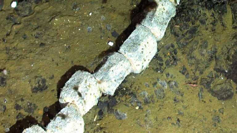 Okyanusun dibindeki büyük ikramiye: Kemik yiyen zombiler bulundu