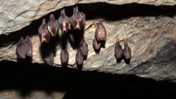 Piton Mağarası’nda uyuyan tehlike: Bir sonraki salgın oradan mı çıkacak?