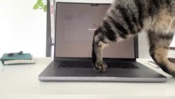 Kedi Sahibi Mac Kullanıcılarına İlaç Gibi Uygulama