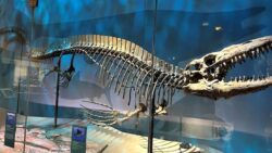 Okyanusların yeni T. rex’i keşfedildi: 13 metrelik dev dehşet saçıyordu