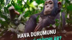 Şempanzelerin Hava Durumunu Önceden Tahmin Edebildiği Keşfedildi