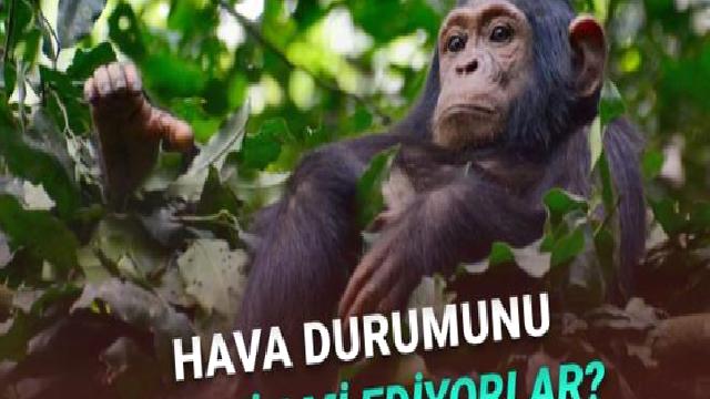 Şempanzelerin Hava Durumunu Önceden Tahmin Edebildiği Keşfedildi
