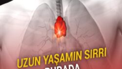 Varlığı Çok da Önemsenmeyen Bir Oranın, Uzun Ömürlü Olmasının Sırrı Olabileceği Bulundu