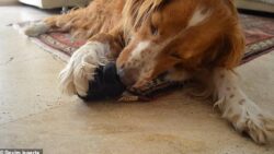 Köpeğiniz solak mı, sağlak mı? İşte bunu anlamanızın en kolay yolu!