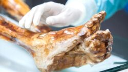 Laboratuvarda şok eden üreme: 5 bin yıllık Ötzi mumyasında hayat devam ediyor