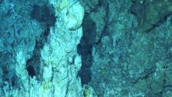 Atlantik’in 1.3 kilometre altındaki devasa doğal ağ