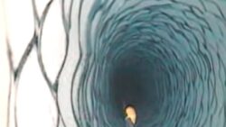 Antarktika’da 183 metre derine kamera indirdiler, gördüklerini kimse beklemiyordu