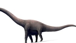 45 metrelik dev dinozor ve kaybolan fosillerin hikayesi