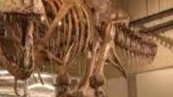 Dünyanın Bilinen En Büyük T. rex’inin Kırık Kaburgasında 66 Milyon Yıl Öncesine Ait Bir Detay Keşfedildi!