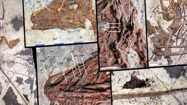Şaşırtan dinozor keşfi: Sadece 53 santim, ama dört kanadı var