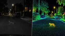 Tesla’nın Robotaxi’sini gece durduran sorun: Gri bir kedi bile yeterli