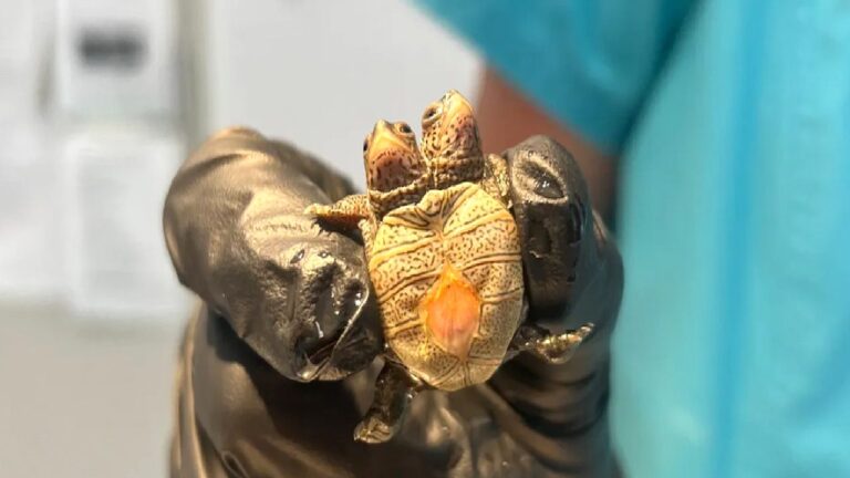 Yalnızca 5,2 gram ağırlığında: İki başlı kaplumbağa korumaya alındı
